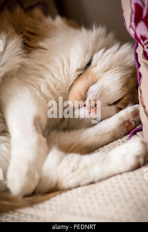 Eine flauschige Ingwer Katze zusammengerollt auf der Couch. Stockfoto