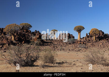 Köcherbäume ((Aloidendron dichotomum) zunehmend unter Dolerit Rock in der Nähe von Keetmanshoop, Namibia. Stockfoto