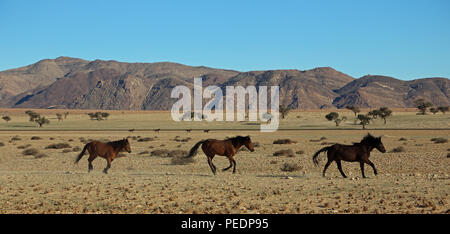 Eine Reihe von wildschweinen Garub wüste Pferden in der Namib Wüste in Namibia galoppieren. Stockfoto