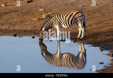 Ein Burchell's Zebra (Equus quagga burchellii) ist im Wasser, wie es Getränke aus einem Wasserloch im Etosha National Park, Namibia wider. Stockfoto