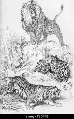 Schwarz-weiß Drucken, drei Arten von großen Katzen (Felidae), von oben nach unten, ein großer, männlicher Löwe (Panthera leo) auf einem Hügel thront, eine gefleckte Leoparden (Panthera pardus) bis unterhalb der Anhöhe zusammengerollt liegen und eine gestreifte Tiger (Panthera tigris) Vorwärts kriechen, als ob sie Stiel-Szene Beute, 1849. Mit freundlicher Genehmigung Internet Archive. () Stockfoto