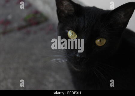 Kitty starrt tief in die Kamera Stockfoto