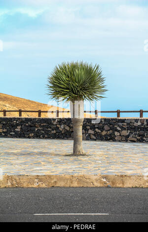 Einsamer Baum von der Straße auf Fuerteventura Stockfoto