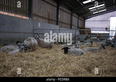 Mutterschafe warten zu Lamm im Innenraum in einem lambing Schuppen, während einer lambing Tag, diese Mütter sind aufgrund der Geburt bald zu geben.