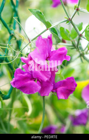 Rosa Blumen Sweet pea wächst im Garten. Lathyrus Stockfoto