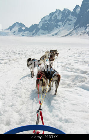 Schlittenhunde Brei über einen Gletscher in Alaska Stockfoto