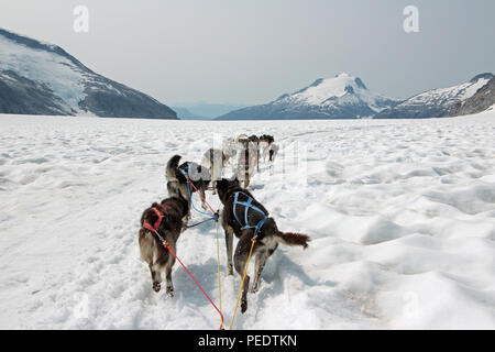 Schlittenhunde Brei über einen Gletscher in Alaska Stockfoto