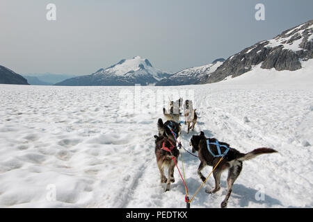 Schlittenhunde Brei über eine malerische Gletscher in Alaska Stockfoto