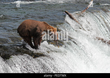 Ein Bär Fänge ein Lachs in seiner Mündung bei Brooks Falls im Katmai National Park, Alaska Stockfoto