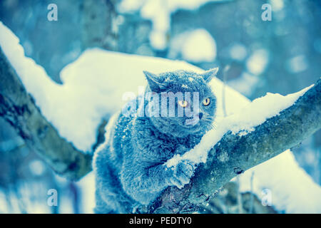 Porträt eines blauen Britisch Kurzhaar Katze ist Klettern im Baum schneereiche Winter Stockfoto