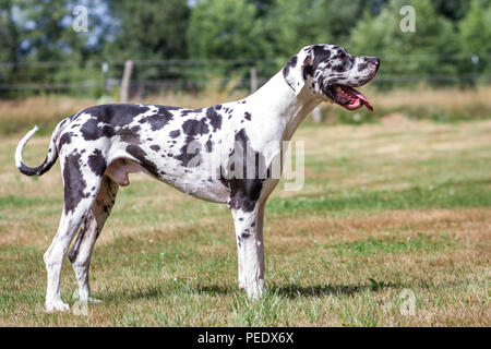 Harlekin Dogge - Harlekin Deutsche Dogge Stockfoto