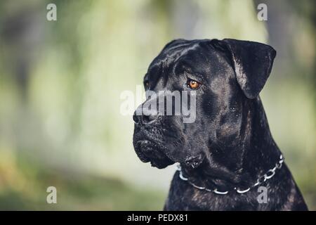 Portrait von Guard Dog (Cane Corso) vor der Hütte im Sommer Tag. Stockfoto