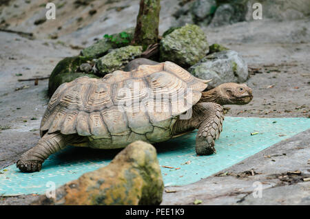 Afrikanische trieb Schildkröte bis zu Fuß Ansicht schließen Stockfoto