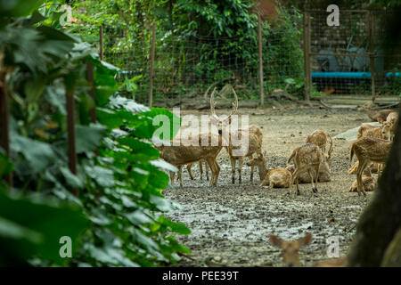 Rotwild in National Zoo beschmutzt, Kuala Lumpur. Stockfoto