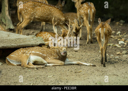 Rotwild in National Zoo beschmutzt, Kuala Lumpur. Stockfoto