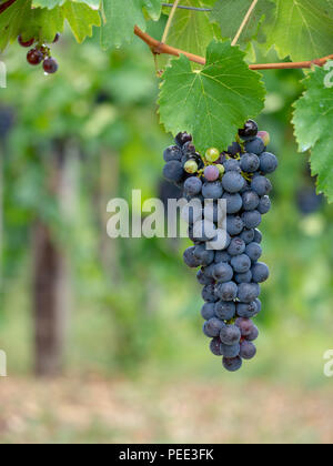 Bündel schwarzen Trauben am Weinstock aus Lunigiana, Toskana, Italien. Defokussiertem Hintergrund, senkrecht. Stockfoto