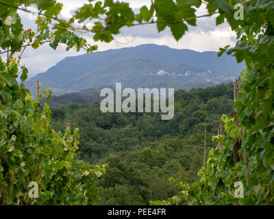 Lunigiana, Italien durch Weinreben gesehen. Das ländliche Leben. Nördlich der Toskana. Stockfoto