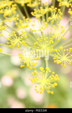 Fenchel Foeniculum Vulgare samen Köpfe auf der Anlage in der Nähe von oben gesehen Stockfoto