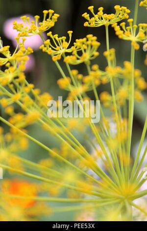 Fenchel Foeniculum Vulgare samen Köpfe auf der Anlage in der Nähe von oben gesehen Stockfoto