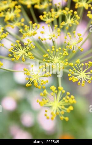 Fenchel Foeniculum Vulgare samen Köpfe auf der Anlage in der Nähe von oben gesehen Stockfoto