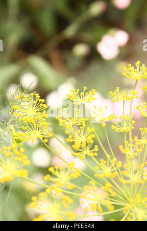 Fenchel Foeniculum Vulgare samen Köpfe auf der Anlage in der Nähe von oben gesehen Stockfoto