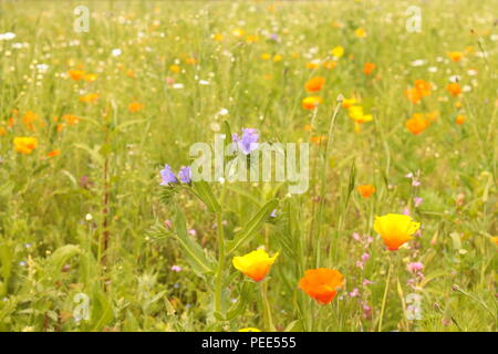 Wildflower Feld mit hellen blauen und gelben Blumen unter grünen Gräser im Querformat auf Augenhöhe Stockfoto