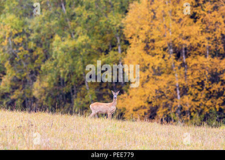 Rehe im Herbst Landschaft Stockfoto