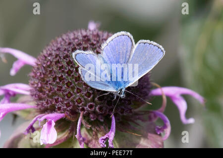 Ein männlicher Gemeinsame Blauer Schmetterling Fütterung auf ein Monarda Blume Stockfoto