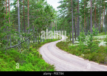 Kurvigen Schotterpiste durch den Wald Stockfoto