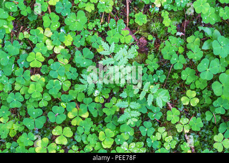 Sauerklee auf dem Waldboden Stockfoto