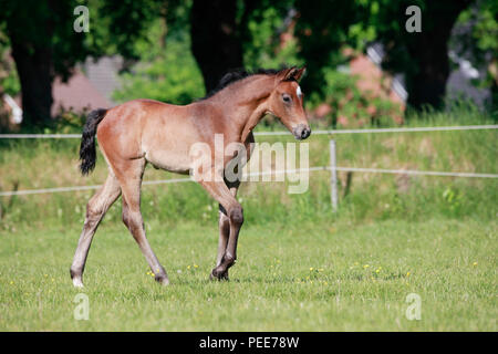 Eine junge braune Fohlen im Sommer auf der Weide Stockfoto