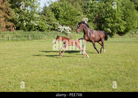 Eine Stute und ein Junge braune Fohlen im Sommer auf der Weide Stockfoto