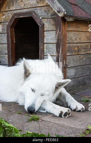 Schweizer Schäferhund sitzt in der Nähe stand. Stockfoto