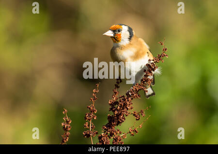 Stieglitz (Carduelis carduelis) Stockfoto