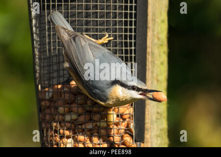 Kleiber auf Erdnuss feeder Stockfoto