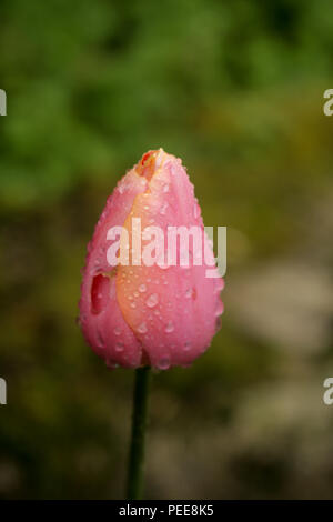Geschlossen, rosa, rot und orange Tulpe Blume mit Regentropfen auf die Blütenblätter Stockfoto