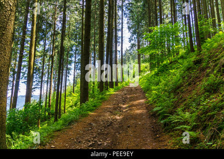 Wanderweg durch grünen Wald Landschaft im Sommer Stockfoto