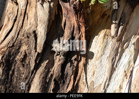 Gelb gefleckte Echse, Stellagama stellio, auf dem alten braun Baum in Yarkon Park, Tel Aviv, Israel Stockfoto