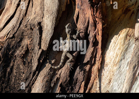 Gelb gefleckte Echse, Stellagama stellio, auf dem alten braun Baum in Yarkon Park, Tel Aviv, Israel Stockfoto