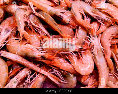 Frische Krabben am Fischmarkt, die Stadt Alicante. Costa Blanca, Spanien Stockfoto