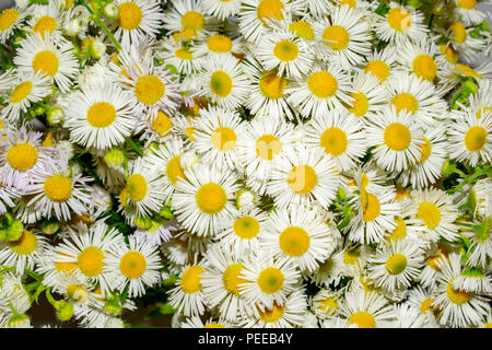 Textur von blumen gänseblümchen Nahaufnahme eines Sommer noch Leben Stockfoto