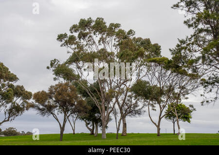 Eukalyptusbäumen auf einer Farm in McLaren Vale SA Australien. Stockfoto