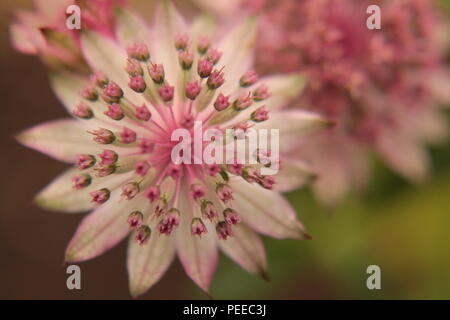 Astrantia Maxima 'Hattie der Stift Kissen 'Garten Blume gesehen von oben scharf mit einem unscharfen Hintergrund Stockfoto