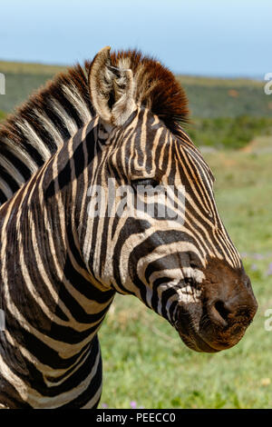 Nahaufnahme von einem Zebra stehen und starrte in das Feld Stockfoto