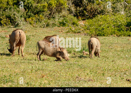 Warzenschweine sammelt sie in einem Kreis Gras auf dem Feld zu essen Stockfoto