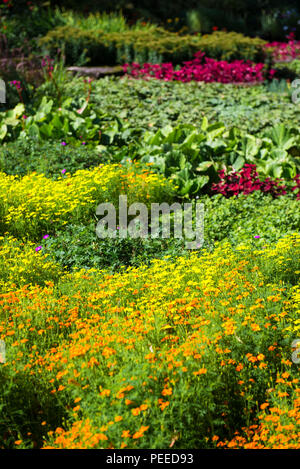 Schöne Blumen. Foto in Riga, Lettland Stockfoto