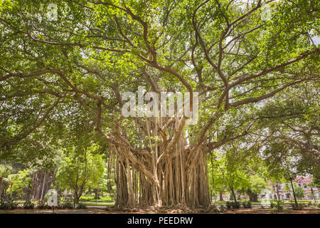 Große alte Banyan Bäume, auch das Banyan Feige (Ficus benghalensis) in einem Park in Havanna, Kuba Stockfoto