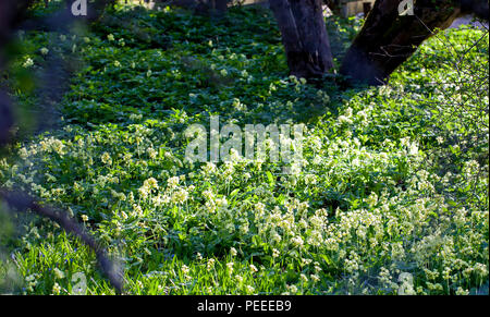 Oxlip (Primula elatiorbegonie Erdbeere) Wachstum Stockfoto