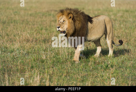 Erwachsene männliche Löwe Masai Mara Kenia Stockfoto