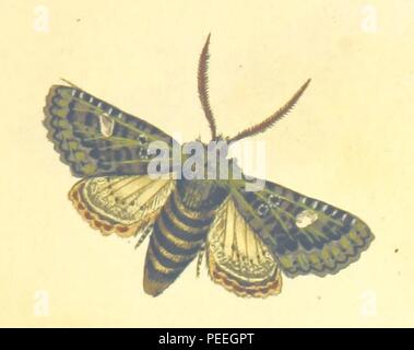 Bild von Seite 253 "Die britische Miscellany oder, farbige Abbildungen der neue, seltene oder wenig bekannte tierische Themen, etc. Vol. I., Vol.II' Stockfoto